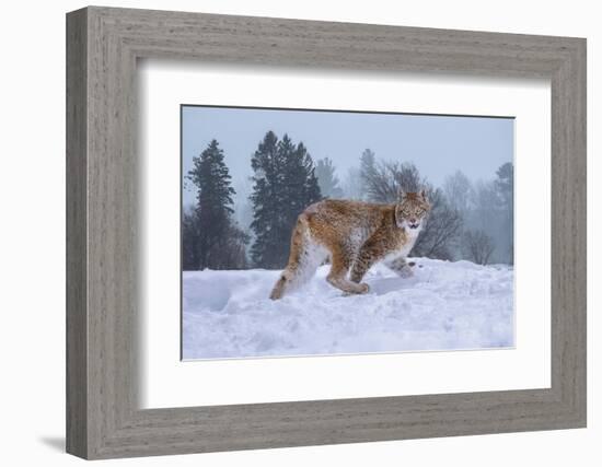 USA, Montana. Captive bobcat in snow.-Jaynes Gallery-Framed Photographic Print