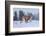 USA, Montana. Captive bobcat in snow.-Jaynes Gallery-Framed Photographic Print