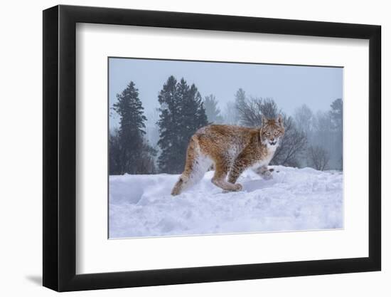 USA, Montana. Captive bobcat in snow.-Jaynes Gallery-Framed Photographic Print