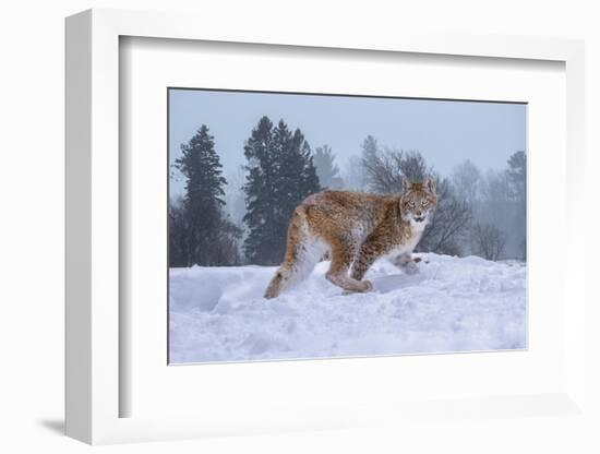 USA, Montana. Captive bobcat in snow.-Jaynes Gallery-Framed Photographic Print