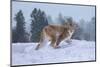 USA, Montana. Captive bobcat in snow.-Jaynes Gallery-Mounted Photographic Print