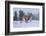 USA, Montana. Captive bobcat in snow.-Jaynes Gallery-Framed Photographic Print