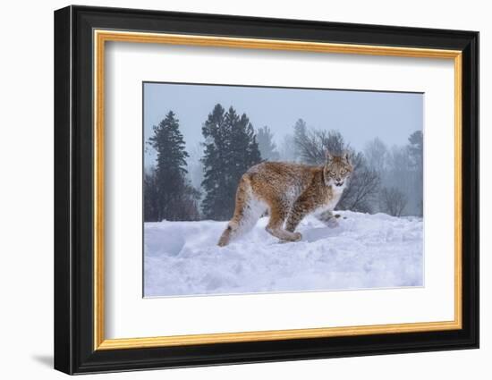 USA, Montana. Captive bobcat in snow.-Jaynes Gallery-Framed Photographic Print