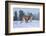 USA, Montana. Captive bobcat in snow.-Jaynes Gallery-Framed Photographic Print