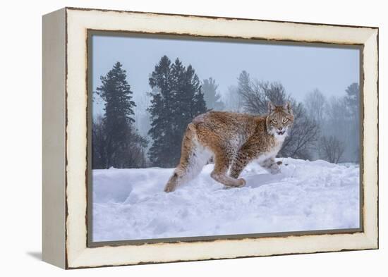 USA, Montana. Captive bobcat in snow.-Jaynes Gallery-Framed Premier Image Canvas