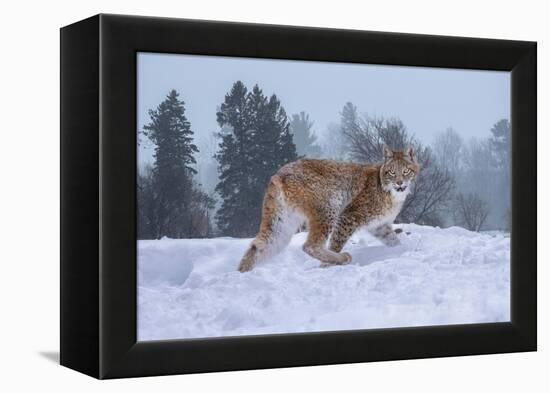 USA, Montana. Captive bobcat in snow.-Jaynes Gallery-Framed Premier Image Canvas