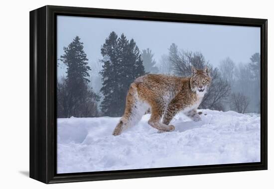 USA, Montana. Captive bobcat in snow.-Jaynes Gallery-Framed Premier Image Canvas