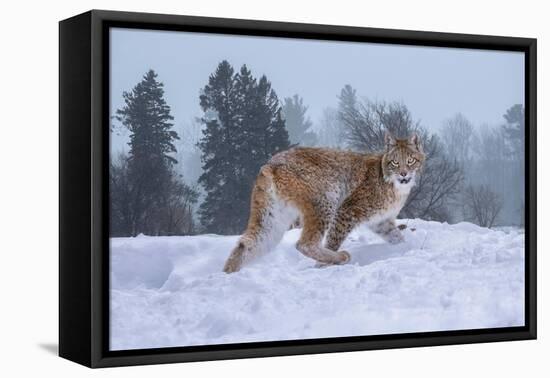 USA, Montana. Captive bobcat in snow.-Jaynes Gallery-Framed Premier Image Canvas