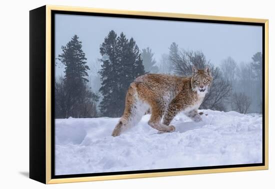 USA, Montana. Captive bobcat in snow.-Jaynes Gallery-Framed Premier Image Canvas