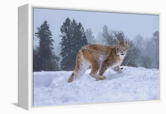USA, Montana. Captive bobcat in snow.-Jaynes Gallery-Framed Premier Image Canvas