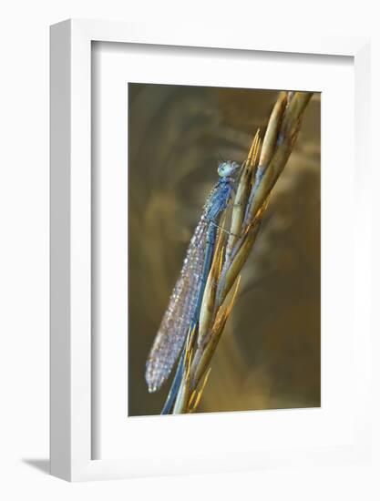 USA, Montana. Damsel Fly in Sunrise Light-Jaynes Gallery-Framed Photographic Print