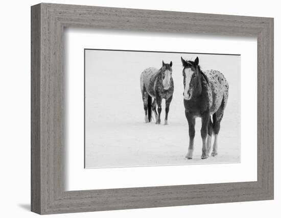 USA, Montana, Gardiner. Appaloosa horses in winter snow.-Cindy Miller Hopkins-Framed Photographic Print