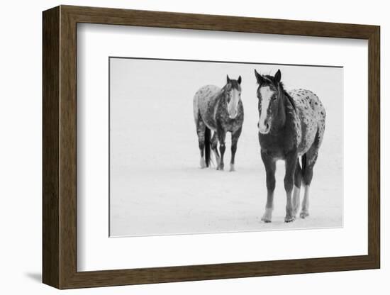 USA, Montana, Gardiner. Appaloosa horses in winter snow.-Cindy Miller Hopkins-Framed Photographic Print