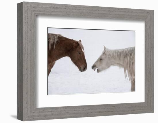 USA, Montana. Gardiner. Palomino and sorrel, with shaggy winter coat, nose to nose.-Cindy Miller Hopkins-Framed Photographic Print