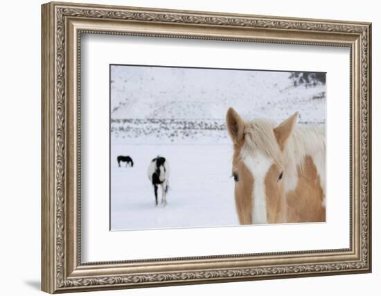 USA, Montana, Gardiner. Palomino paint horse with shaggy winter coats in snow.-Cindy Miller Hopkins-Framed Photographic Print