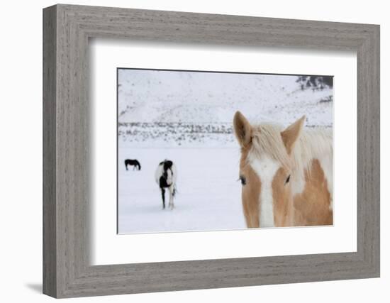 USA, Montana, Gardiner. Palomino paint horse with shaggy winter coats in snow.-Cindy Miller Hopkins-Framed Photographic Print