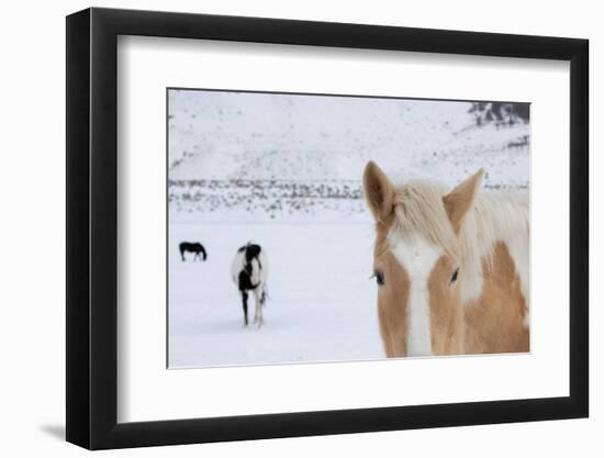 USA, Montana, Gardiner. Palomino paint horse with shaggy winter coats in snow.-Cindy Miller Hopkins-Framed Photographic Print