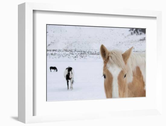 USA, Montana, Gardiner. Palomino paint horse with shaggy winter coats in snow.-Cindy Miller Hopkins-Framed Photographic Print