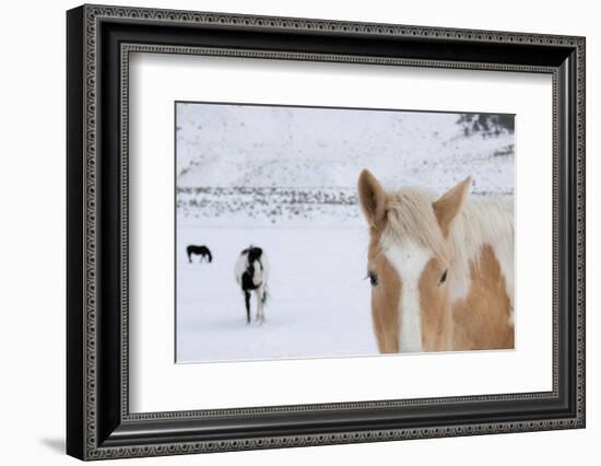 USA, Montana, Gardiner. Palomino paint horse with shaggy winter coats in snow.-Cindy Miller Hopkins-Framed Photographic Print