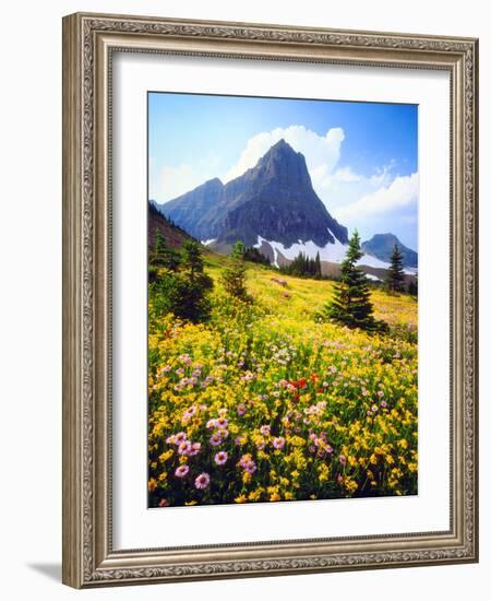 USA, Montana, Glacier National Park. Alpine Wildflowers-Jaynes Gallery-Framed Photographic Print