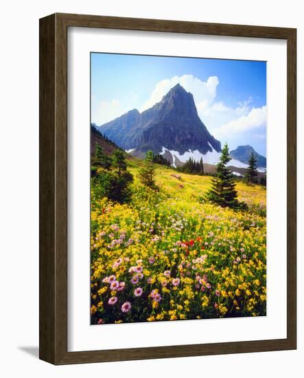 USA, Montana, Glacier National Park. Alpine Wildflowers-Jaynes Gallery-Framed Photographic Print