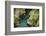 USA, Montana, Glacier National Park. Avalanche Creek-Rona Schwarz-Framed Photographic Print