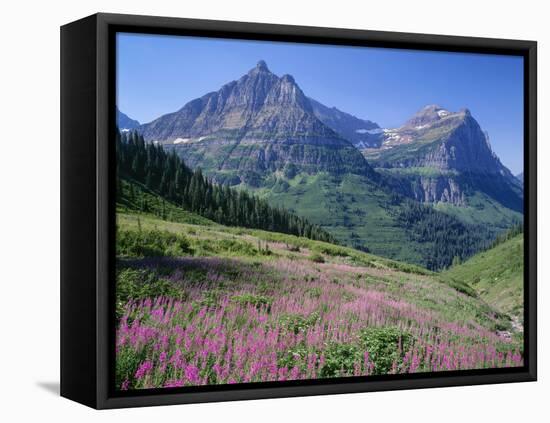 USA, Montana, Glacier National Park, Mount Oberlin and Mount Cannon Rise Beyond Meadow of Fireweed-John Barger-Framed Premier Image Canvas