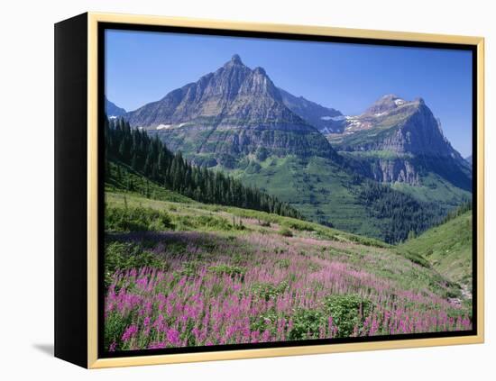 USA, Montana, Glacier National Park, Mount Oberlin and Mount Cannon Rise Beyond Meadow of Fireweed-John Barger-Framed Premier Image Canvas