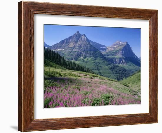 USA, Montana, Glacier National Park, Mount Oberlin and Mount Cannon Rise Beyond Meadow of Fireweed-John Barger-Framed Photographic Print