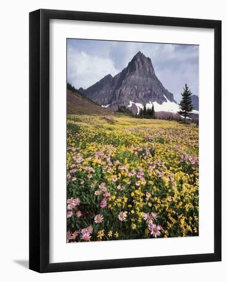 USA, Montana, Glacier National Park, Wildflowers and a Mountain Peak-Christopher Talbot Frank-Framed Photographic Print