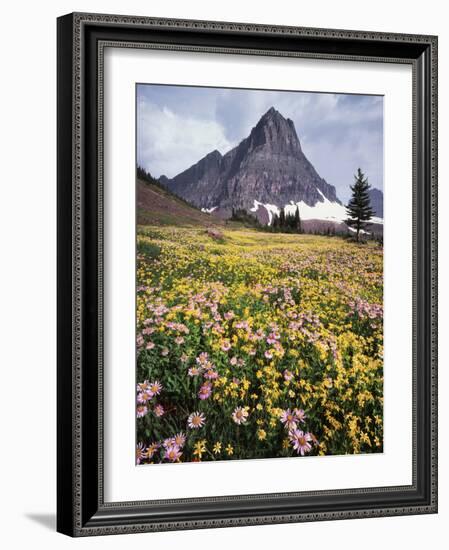 USA, Montana, Glacier National Park, Wildflowers and a Mountain Peak-Christopher Talbot Frank-Framed Photographic Print