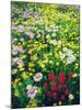 USA, Montana, Glacier National Park. Wildflowers-Jaynes Gallery-Mounted Photographic Print