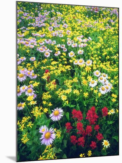 USA, Montana, Glacier National Park. Wildflowers-Jaynes Gallery-Mounted Photographic Print