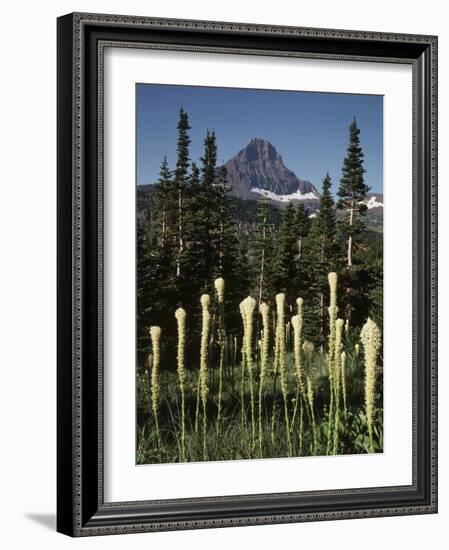 USA, Montana, Glacier NP, Bear Grass (Xerophyllum Tenax) Wildflowers-Christopher Talbot Frank-Framed Photographic Print