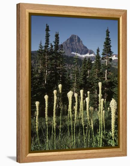 USA, Montana, Glacier NP, Bear Grass (Xerophyllum Tenax) Wildflowers-Christopher Talbot Frank-Framed Premier Image Canvas