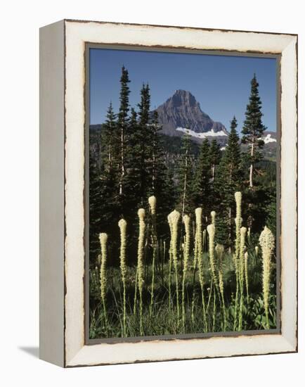 USA, Montana, Glacier NP, Bear Grass (Xerophyllum Tenax) Wildflowers-Christopher Talbot Frank-Framed Premier Image Canvas