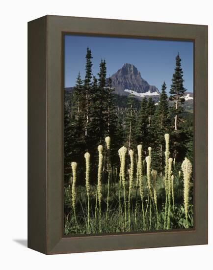 USA, Montana, Glacier NP, Bear Grass (Xerophyllum Tenax) Wildflowers-Christopher Talbot Frank-Framed Premier Image Canvas