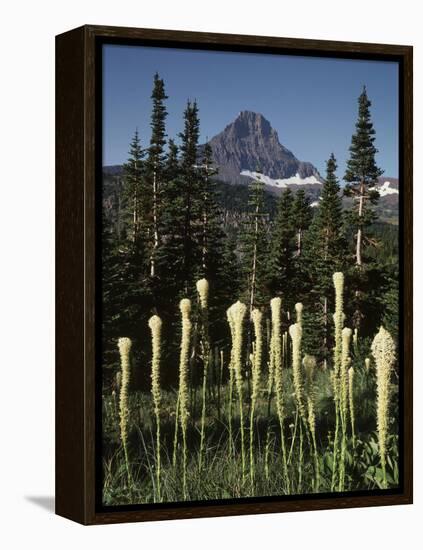 USA, Montana, Glacier NP, Bear Grass (Xerophyllum Tenax) Wildflowers-Christopher Talbot Frank-Framed Premier Image Canvas