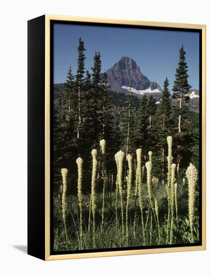 USA, Montana, Glacier NP, Bear Grass (Xerophyllum Tenax) Wildflowers-Christopher Talbot Frank-Framed Premier Image Canvas