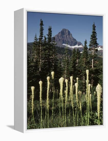 USA, Montana, Glacier NP, Bear Grass (Xerophyllum Tenax) Wildflowers-Christopher Talbot Frank-Framed Premier Image Canvas