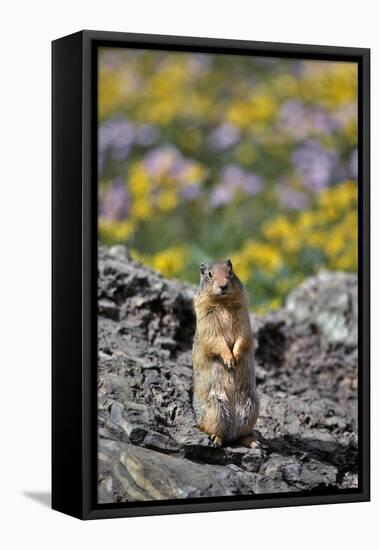 USA, Montana, Glacier NP. Columbia Ground Squirrel Close-up-Steve Terrill-Framed Premier Image Canvas