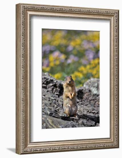 USA, Montana, Glacier NP. Columbia Ground Squirrel Close-up-Steve Terrill-Framed Photographic Print