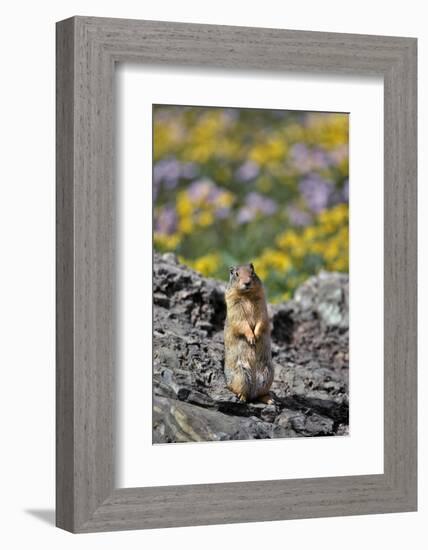 USA, Montana, Glacier NP. Columbia Ground Squirrel Close-up-Steve Terrill-Framed Photographic Print