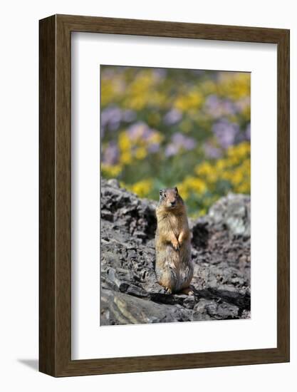 USA, Montana, Glacier NP. Columbia Ground Squirrel Close-up-Steve Terrill-Framed Photographic Print