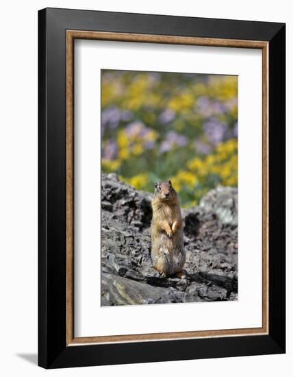 USA, Montana, Glacier NP. Columbia Ground Squirrel Close-up-Steve Terrill-Framed Photographic Print