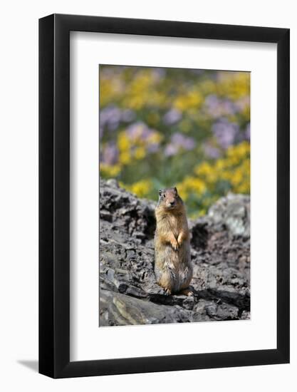 USA, Montana, Glacier NP. Columbia Ground Squirrel Close-up-Steve Terrill-Framed Photographic Print