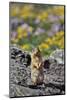 USA, Montana, Glacier NP. Columbia Ground Squirrel Close-up-Steve Terrill-Mounted Photographic Print