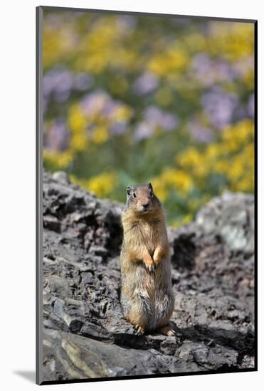 USA, Montana, Glacier NP. Columbia Ground Squirrel Close-up-Steve Terrill-Mounted Photographic Print