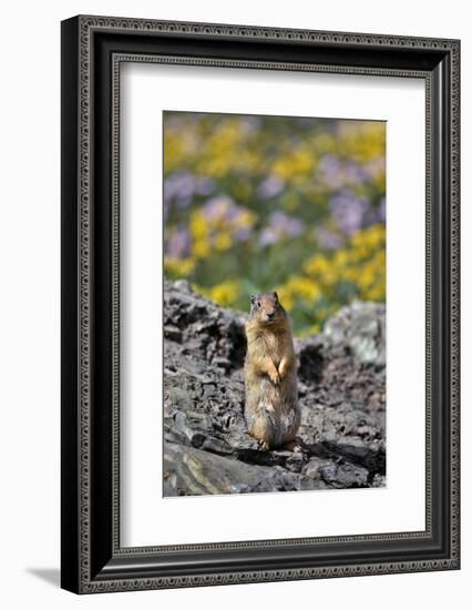 USA, Montana, Glacier NP. Columbia Ground Squirrel Close-up-Steve Terrill-Framed Photographic Print