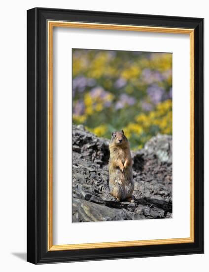 USA, Montana, Glacier NP. Columbia Ground Squirrel Close-up-Steve Terrill-Framed Photographic Print